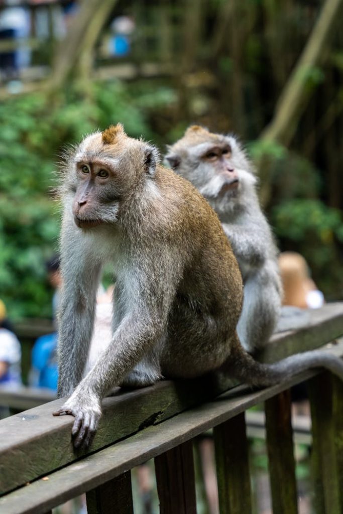 Two macaques on a wooden fence in lush greenery, showcasing wildlife in Bali.