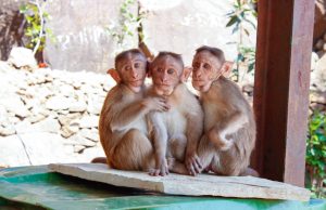 Three monkeys sit closely on a platform outdoors, showcasing wildlife in a natural setting.