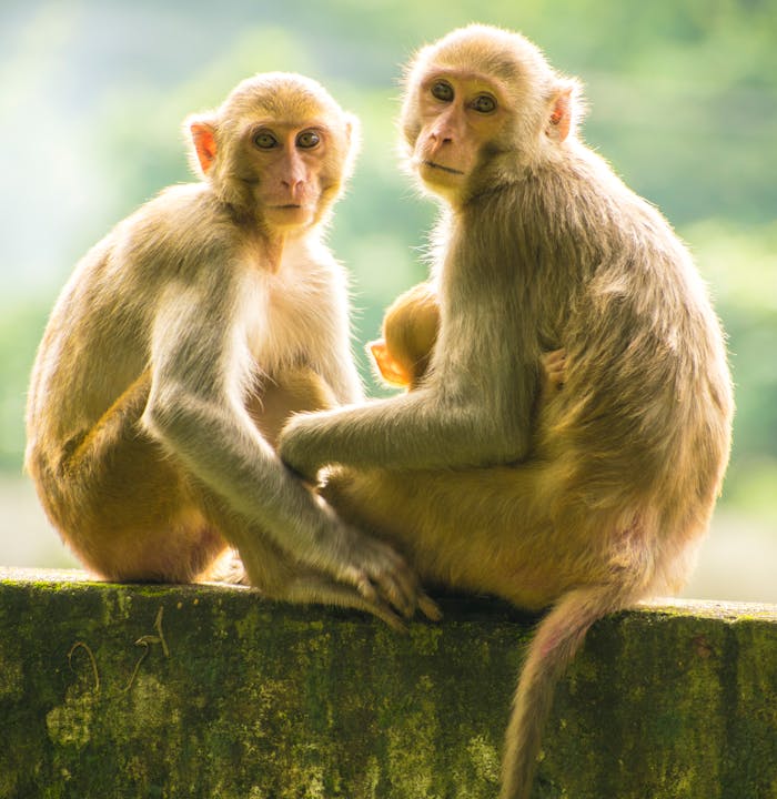 Two young macaque monkeys sitting closely on a stone wall outdoors in daylight.